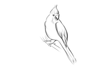 beautiful bird illustration