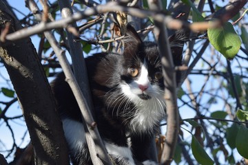 Cute furry cat on the street, looking at the owner