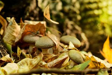 fresh mushrooms. honey agaric.