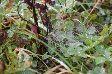 Raindrops on spiderweb 