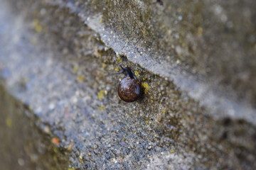 Snail after rain