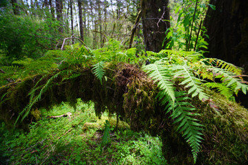 ferns in the forest