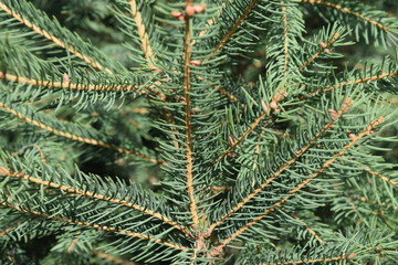 Christmas frame on the background of the Christmas tree