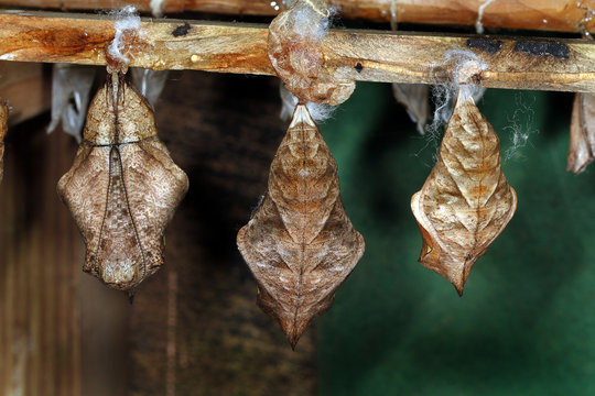 Butterfly chrysalis. Butterflies are insects in the macrolepidopteran clade Rhopalocera from the order Lepidoptera, 