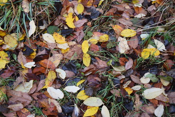 Fallen leaves
