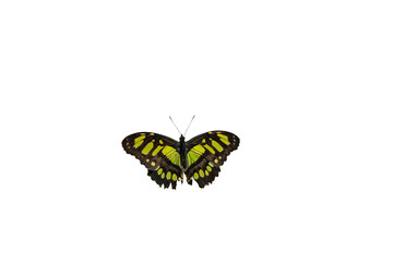 Malachitfalter