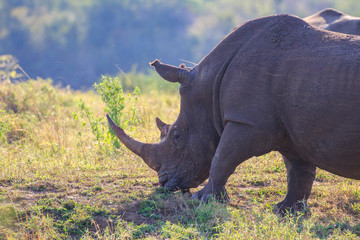 Fototapeta premium Sudafrica