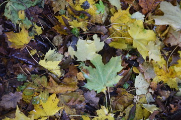 Autumn leaves