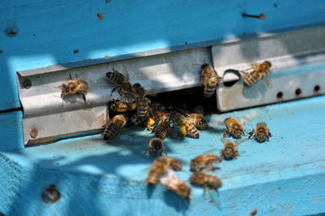 Bee on the board in front of the beehive