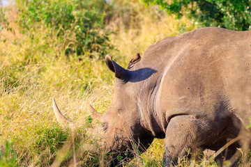 Fototapeta premium Sudafrica