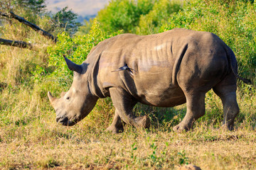 Fototapeta premium Sudafrica