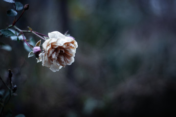 Dried white rose flower on a gloomy blurred autumn background. Side view 