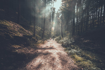 Obraz premium Picturesque view of Hrensko national Park, situated in Bohemian Switzerland, Czech Republic 