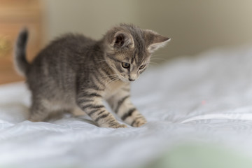 Adorable and playful grey tabby kitten pouncing on the bed with furry paws.