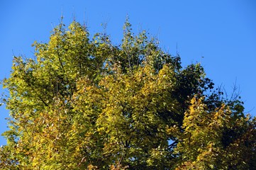 Fototapeta premium Fall