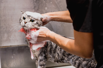 Obraz premium Profesjonalna pielęgnacja kota w kabinie