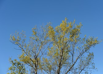 Fall