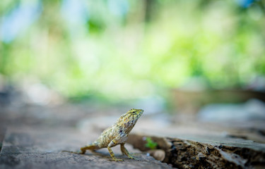 chameleon on the old timber