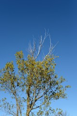 Fall