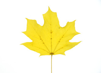 yellow autumn maple leaf isolated on white background