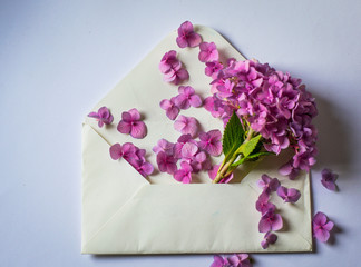 Beautiful purple  flowers in  white envelope on pastel   background