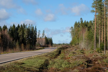 Fototapeta na wymiar Paved road in Finland with pine trees on the roadsides. harvesting of logs