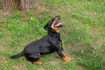 Jagdterrier German hunting terrier preparing to jump. The dog is of medium height and black brown. Close-up.