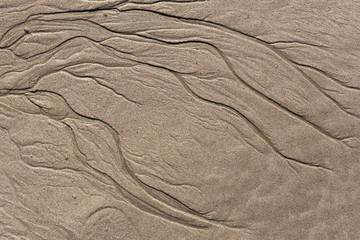 little channels on wet sand left by flowing water and looks like tree branches