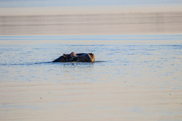 Obraz premium Sudafrica