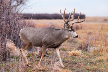 Naklejka na ściany i meble Mule Deer Buck in a Field - Wild Deer on the High Plains of Colorado