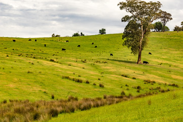 Black Cows on a Hill