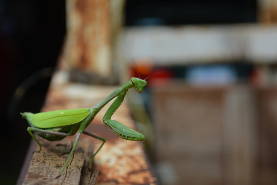 Mantis verde parado en un troso de madera