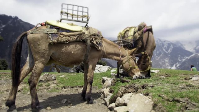 Two burdened mules eating fresh grass while standing in Himalayas near Dharamsala, India