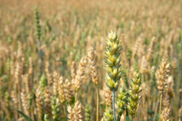 One ear of elite wheat ripening period on the background of a blurred wheat field.