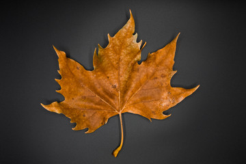Texture of dry brown autumn leaf.