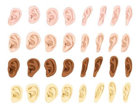Ear vector human eardrum ear rope hearing sounds listening body part and deafness silence illustration sensory set female male ears isolated on white background