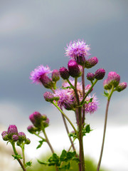 Purple flowers with blue sky