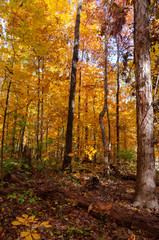 Naklejka premium Tall Orange