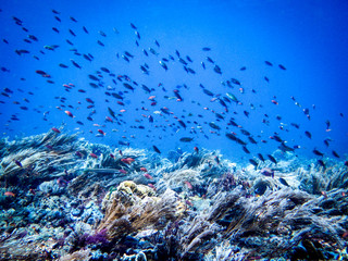 Fototapeta na wymiar A school of tropical fish swarms over the colorful corals of Komodo National Park off the coast of Flores island, East Nusa Tenggara in Indonesia