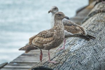 Fototapeta premium Two funny brown seagulls seating on wood log.