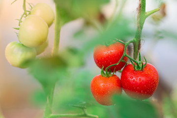 red tomatoes in the dew hanging on the branches and Mature