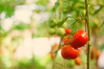 red tomatoes in the dew hanging on the branches and Mature