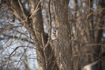 Blue Jay