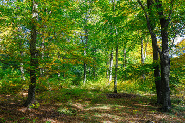 scenic forest of fresh green deciduous trees at sunny day