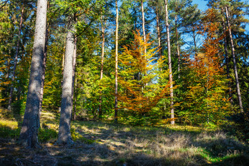 Obraz premium scenic forest of fresh green deciduous trees at sunny day