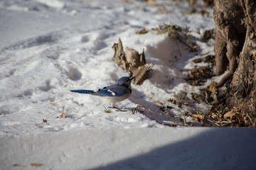 Blue Jay