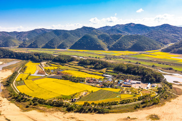 In autumn, Hoeryongpo Village is beautifully colored with rice paddies in the fields.