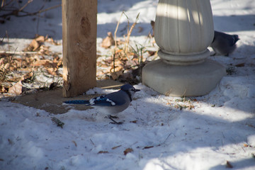 Blue Jay