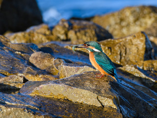 Common Kingfisher Standing on Sea Rock and Holding a Fish