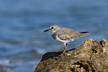 Greater Sand Plover Standing on Sea Rock, Closeup Portrait